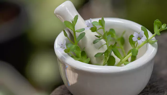 Need a boost in memory? Here are some amazing herbs for your mind and memory